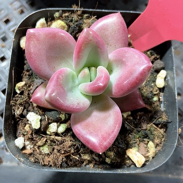 多肉植物6004多肉