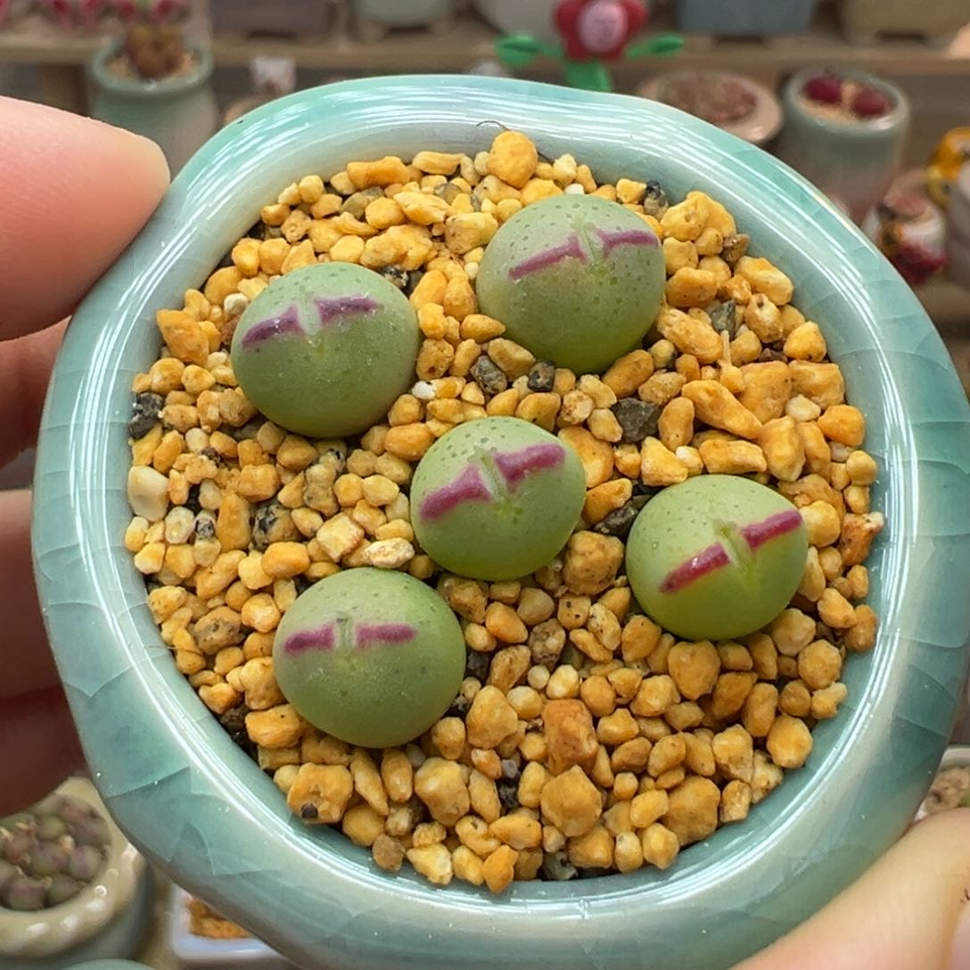 多肉植物1号少将