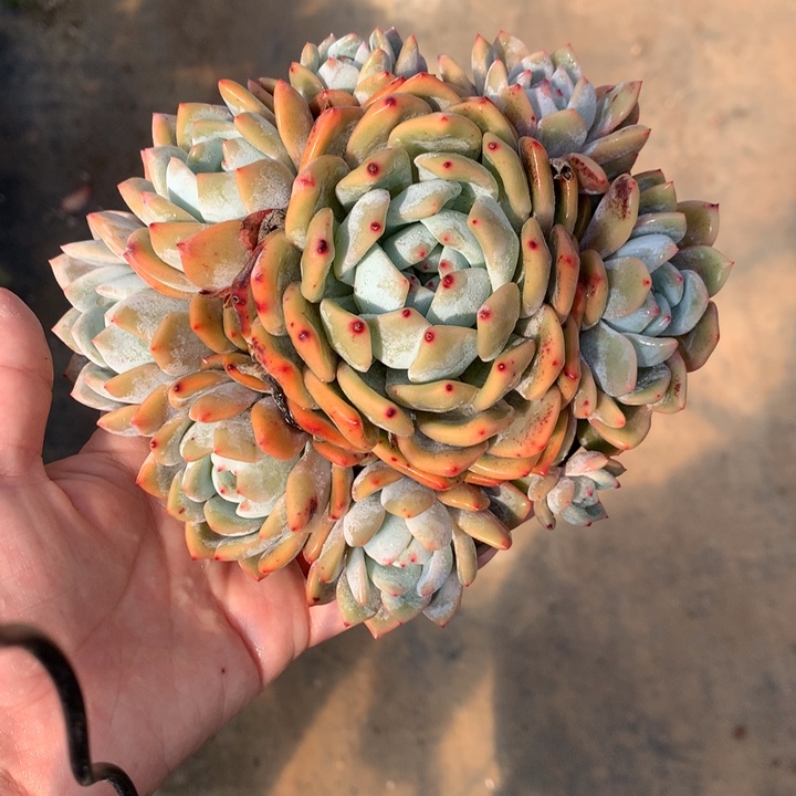 呗***、123157嗯嗯嗯嗯好喜欢