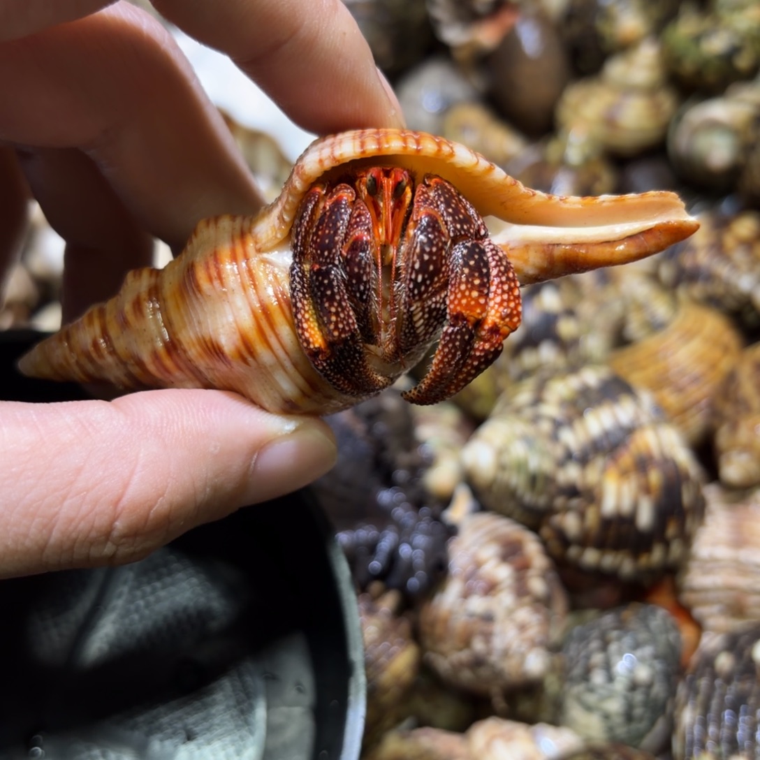 活体宠物 不退不换 2