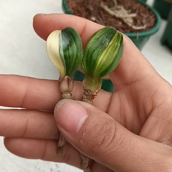 航***，无花朵特色花卉君子兰小苗