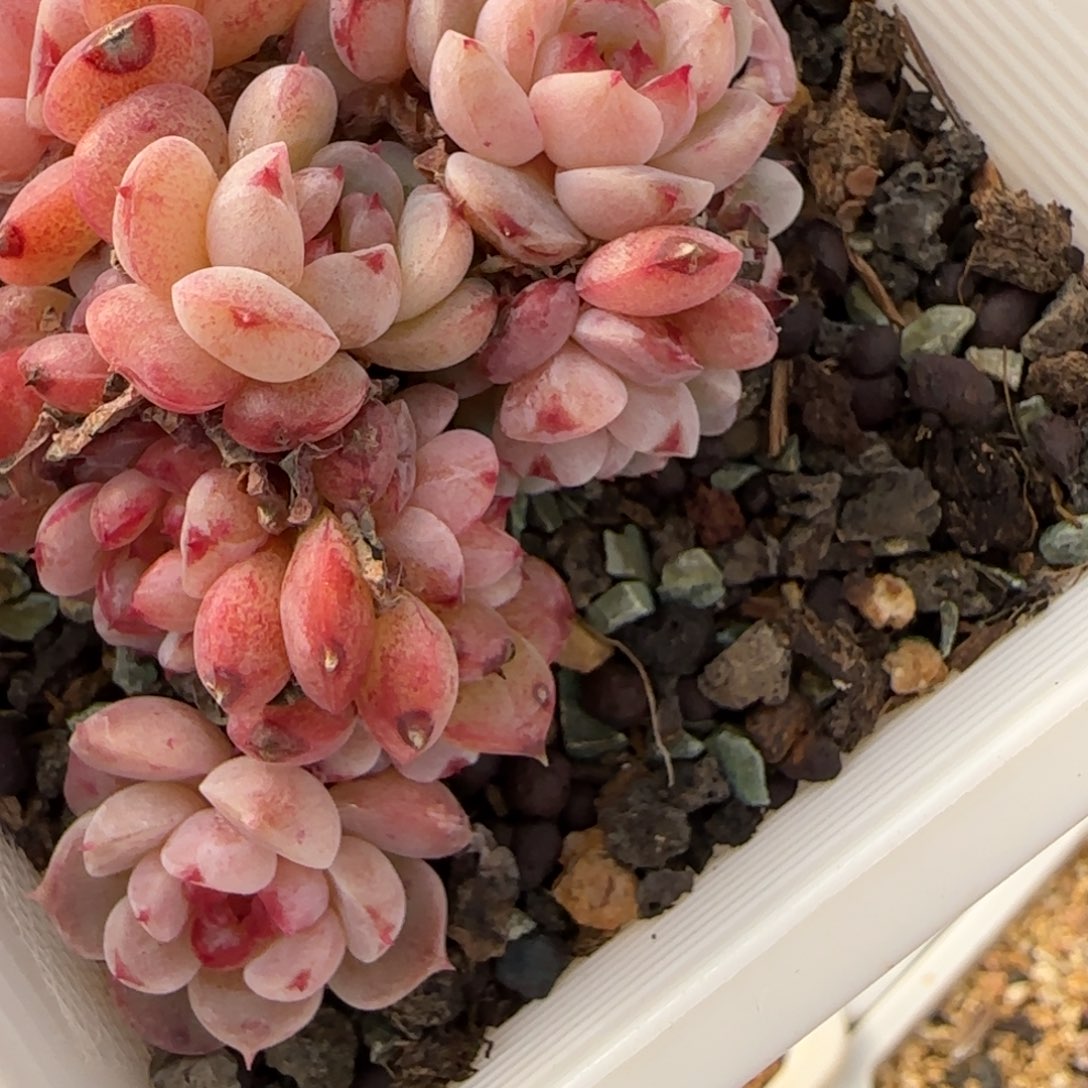 天鹅绒地空导弹看看