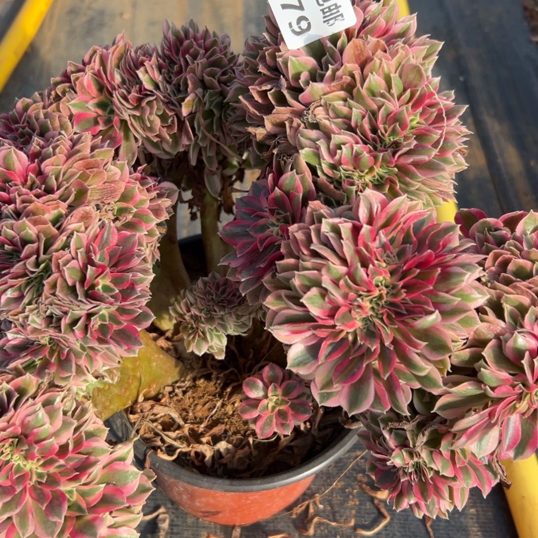 779女巫缀，多肉法师