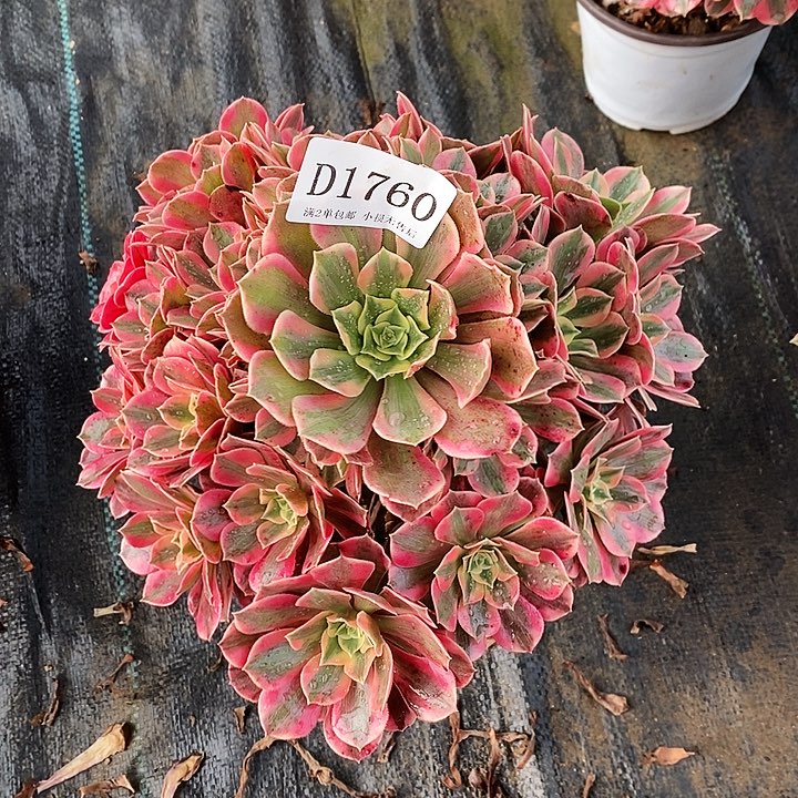 1760粉桃妖多肉植物