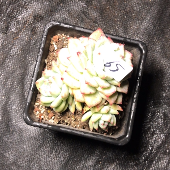 爱****太65///////////////