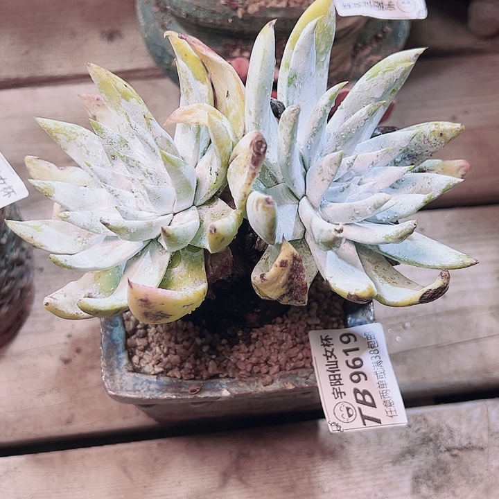 9619苹果叶雪山瑕疵不售后