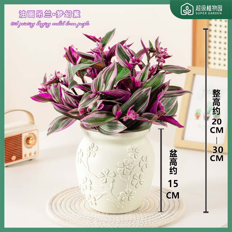 婚礼油画吊兰盆栽阳台庭院垂吊植物窗台办公室桌面四季花卉绿植