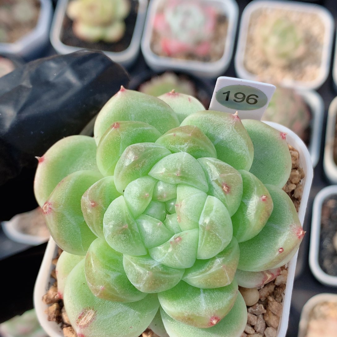 财富58包邮  群生不包整196