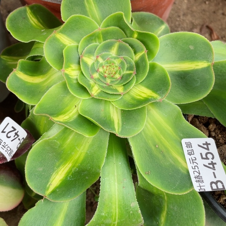 454暴君多肉22345678