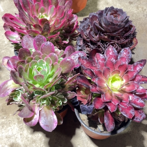 ，171多肉植物组合