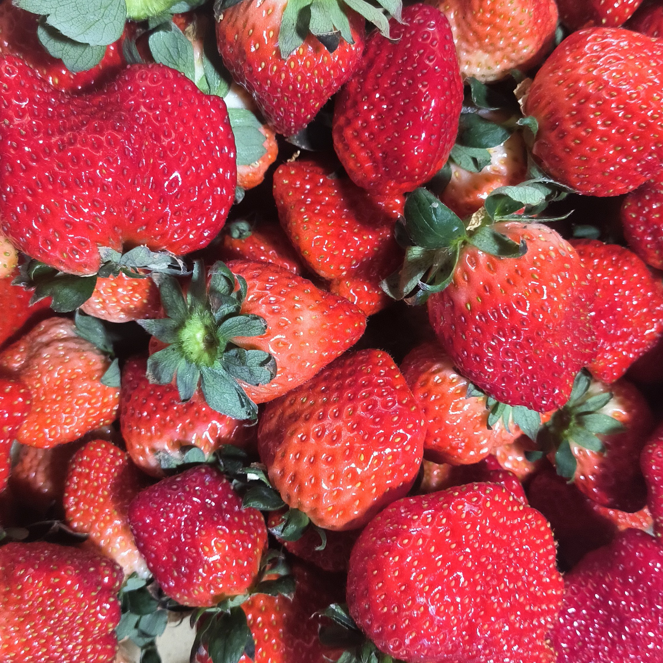 【顺丰直达】南京草莓种植基地现摘现发新鲜水果红颜草莓