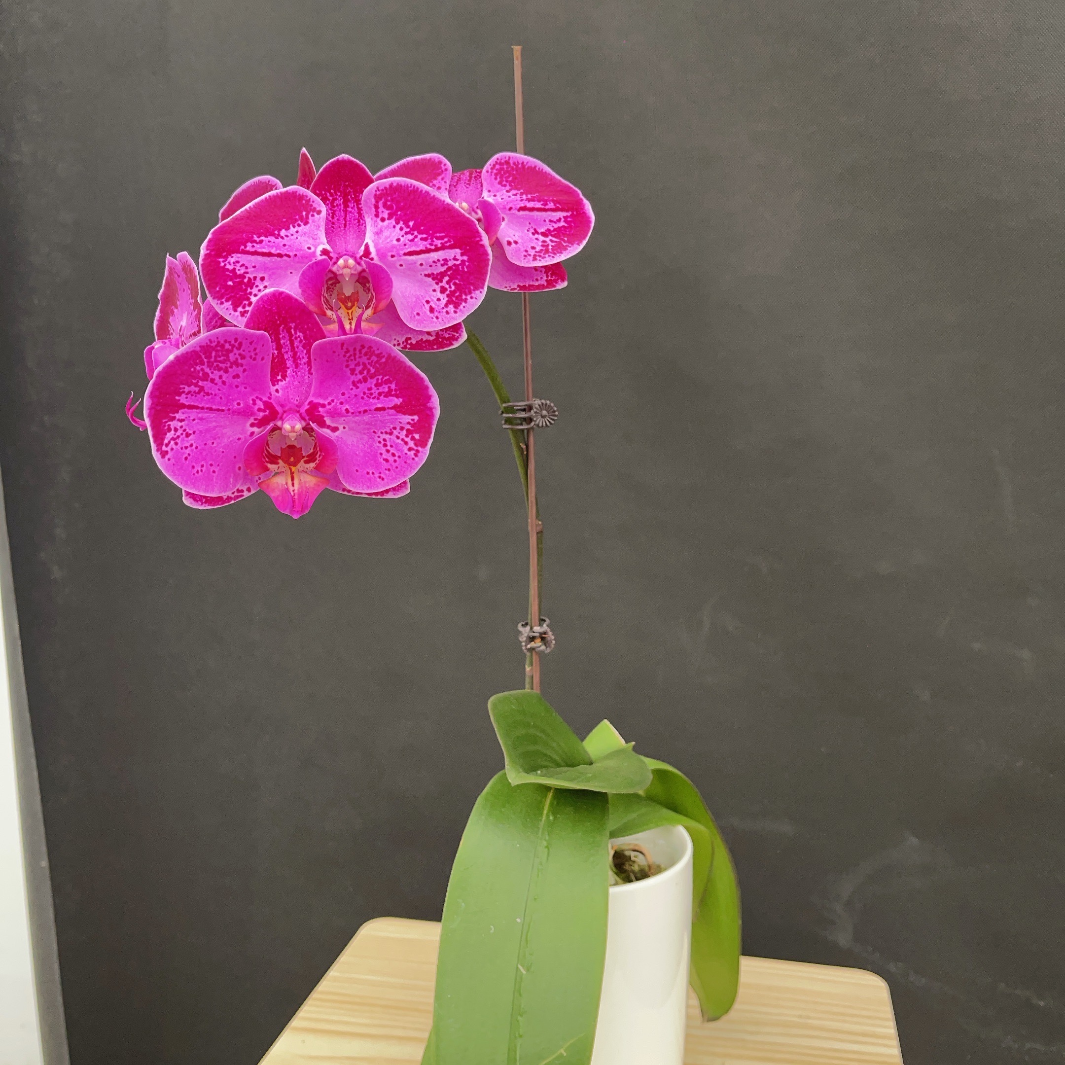 森境【潮流】蝴蝶兰（有微瑕）