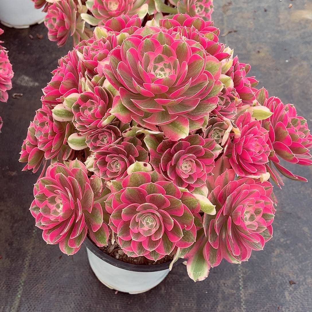 法师多肉漂亮漂亮