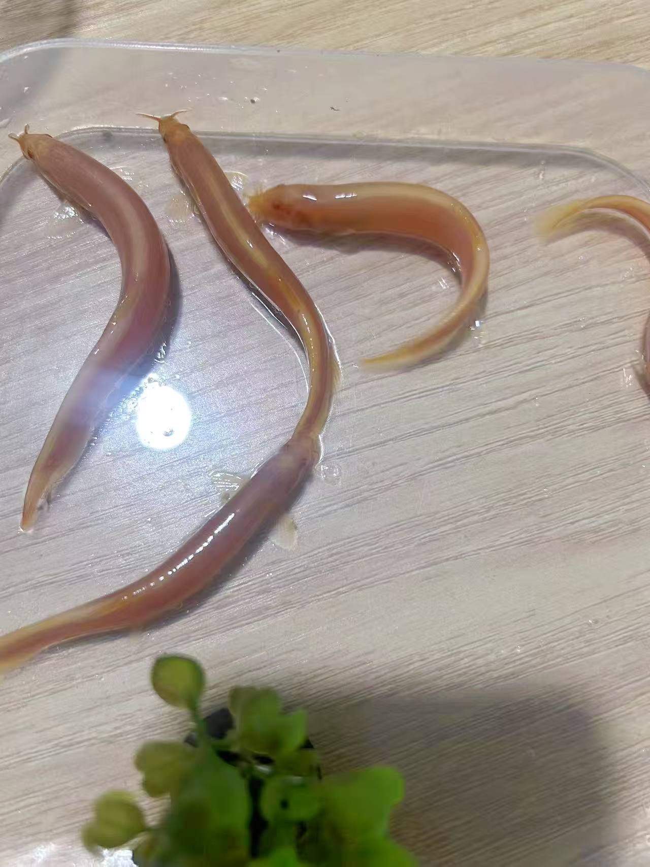 淡水观赏鱼黄金鳅招财鱼清道夫工具鱼多规格3-12公分