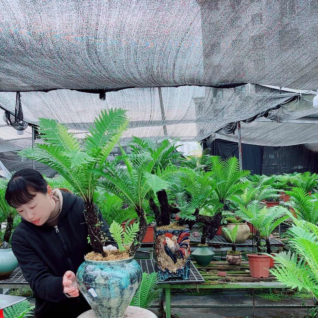 缘***阁无花朵富贵蕨老桩子
