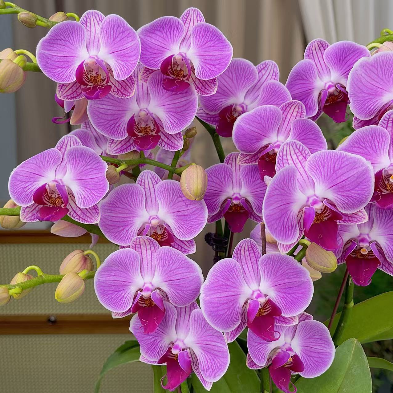 蝴蝶兰《缤纷安妮》双花剑 带花 种植基地直发非常好养