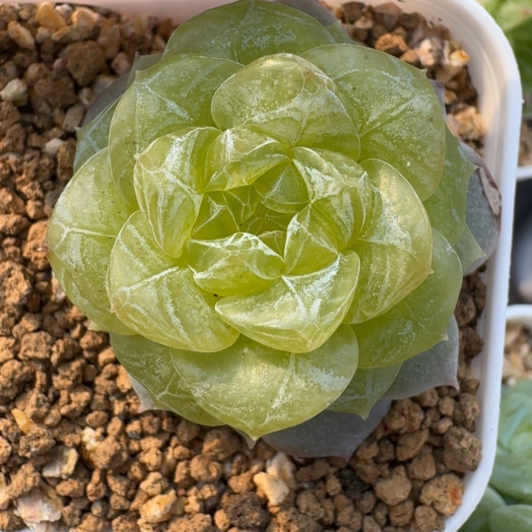 0808-057-编号单头