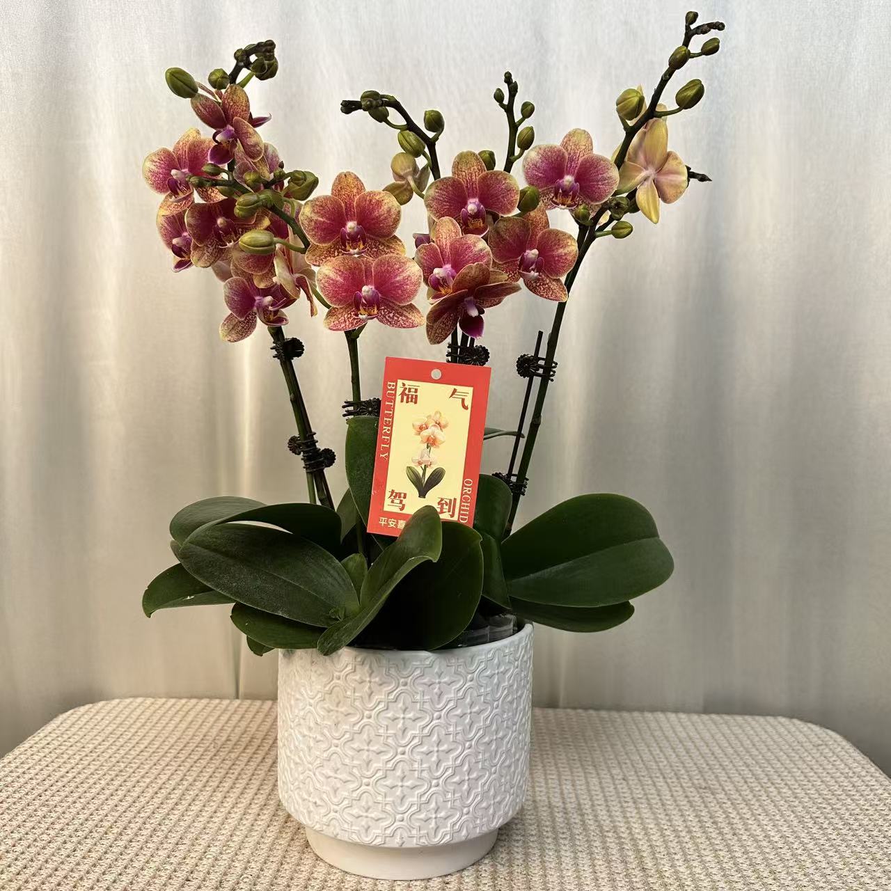 蝶之花【金蝶】金红稀有色系蝴蝶兰  送人送礼办公室摆放蝴蝶兰