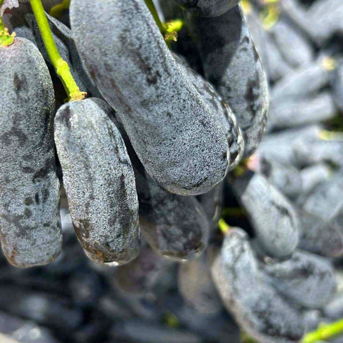 蓝宝石葡萄黑提子曾经的奢侈葡萄 500g云南省