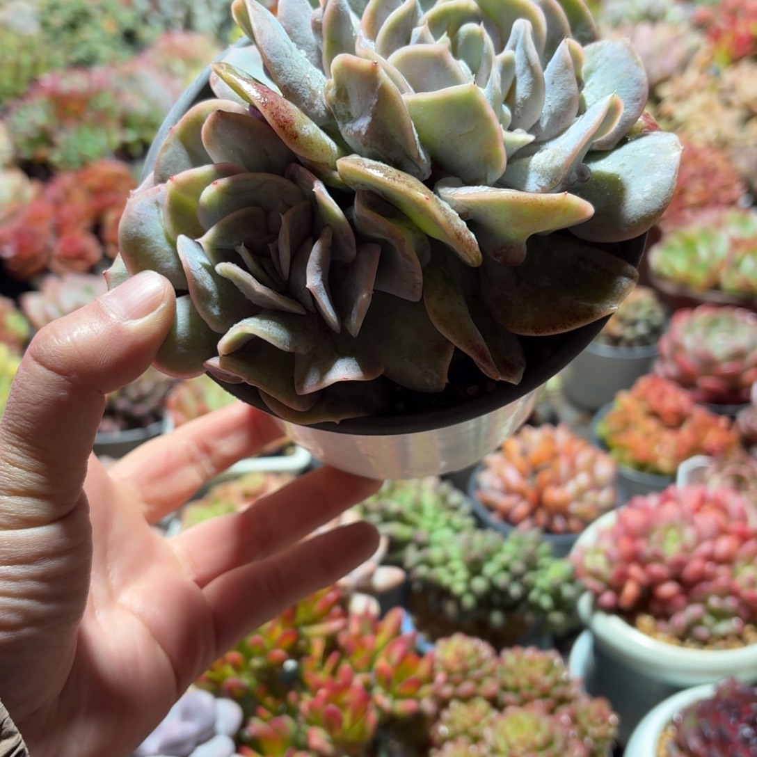 云瑶仙子多肉12㎝盆