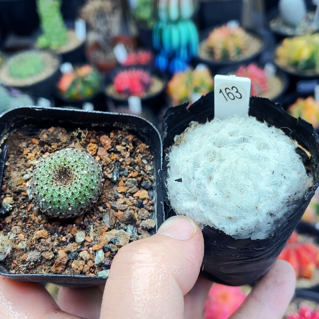 非偏远地区满25包邮仙人球