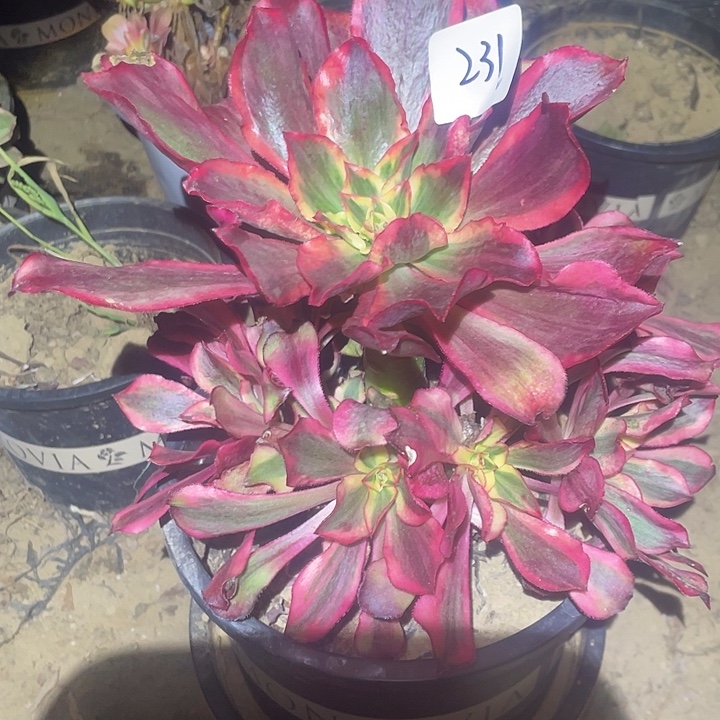 法师植物魅影法师231