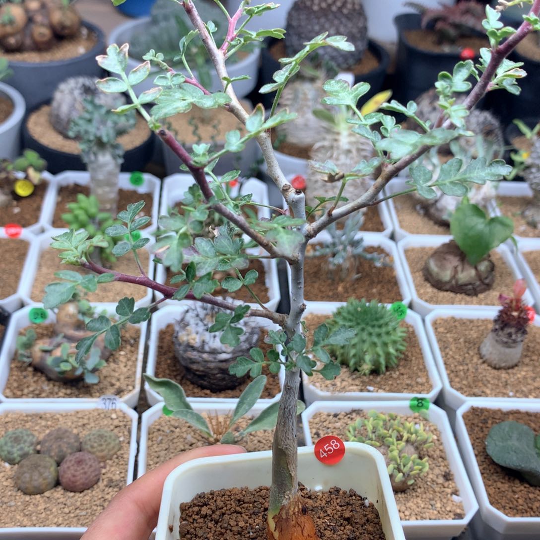 实生橡木漆树带盆多肉