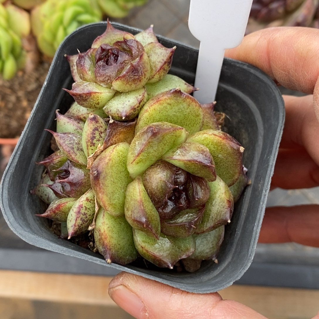 精品多肉一物一拍不包整13