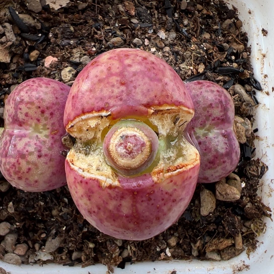 2.17好看的多肉107