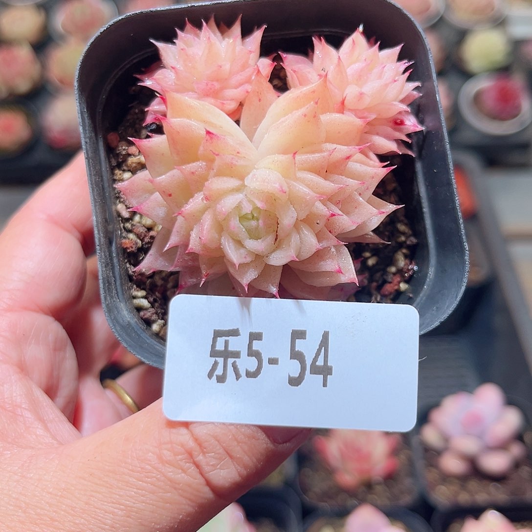 乐5-54 麦秆不包整