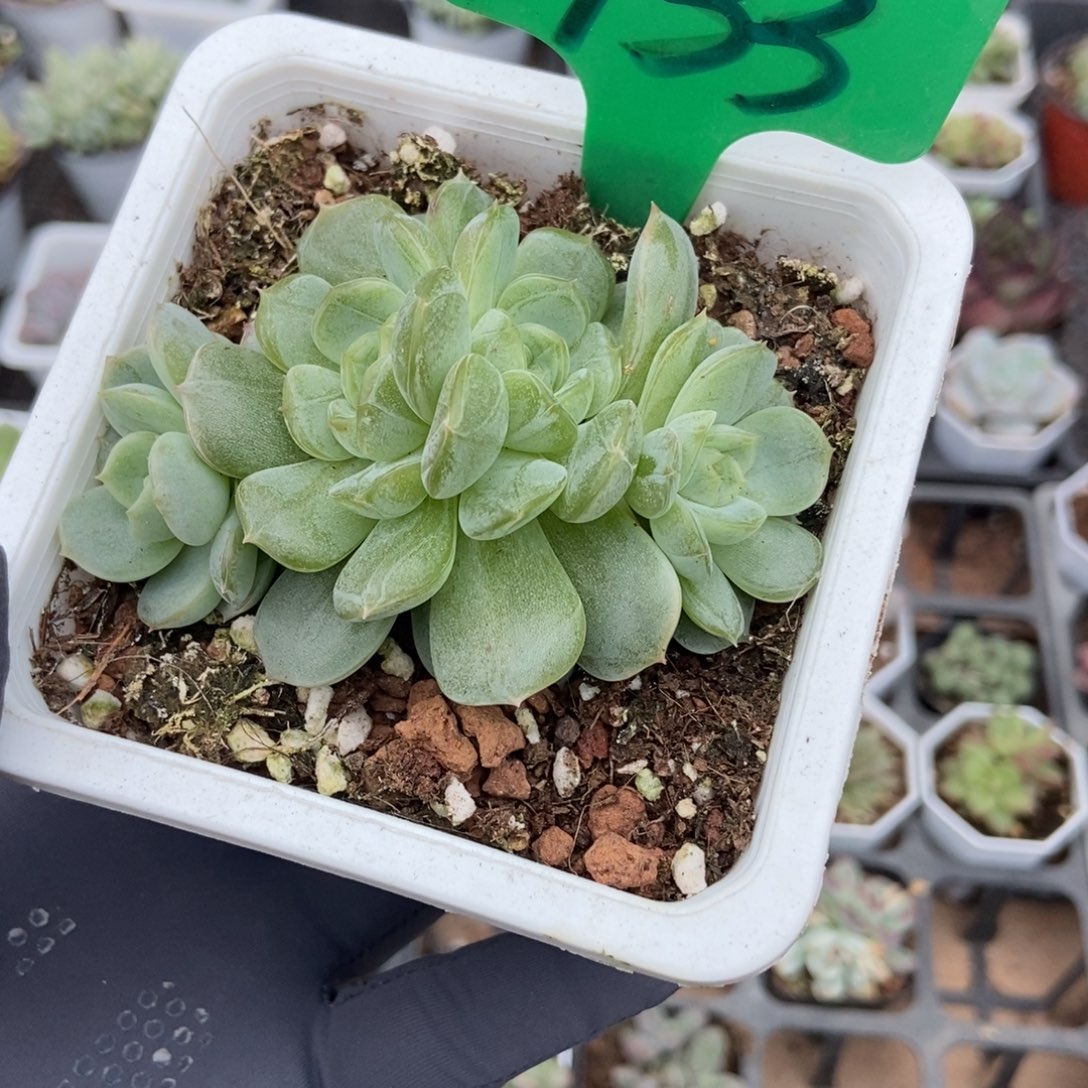 933白色恋人多肉植物