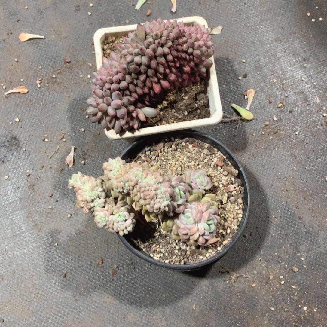 多肉植物多肉植物是