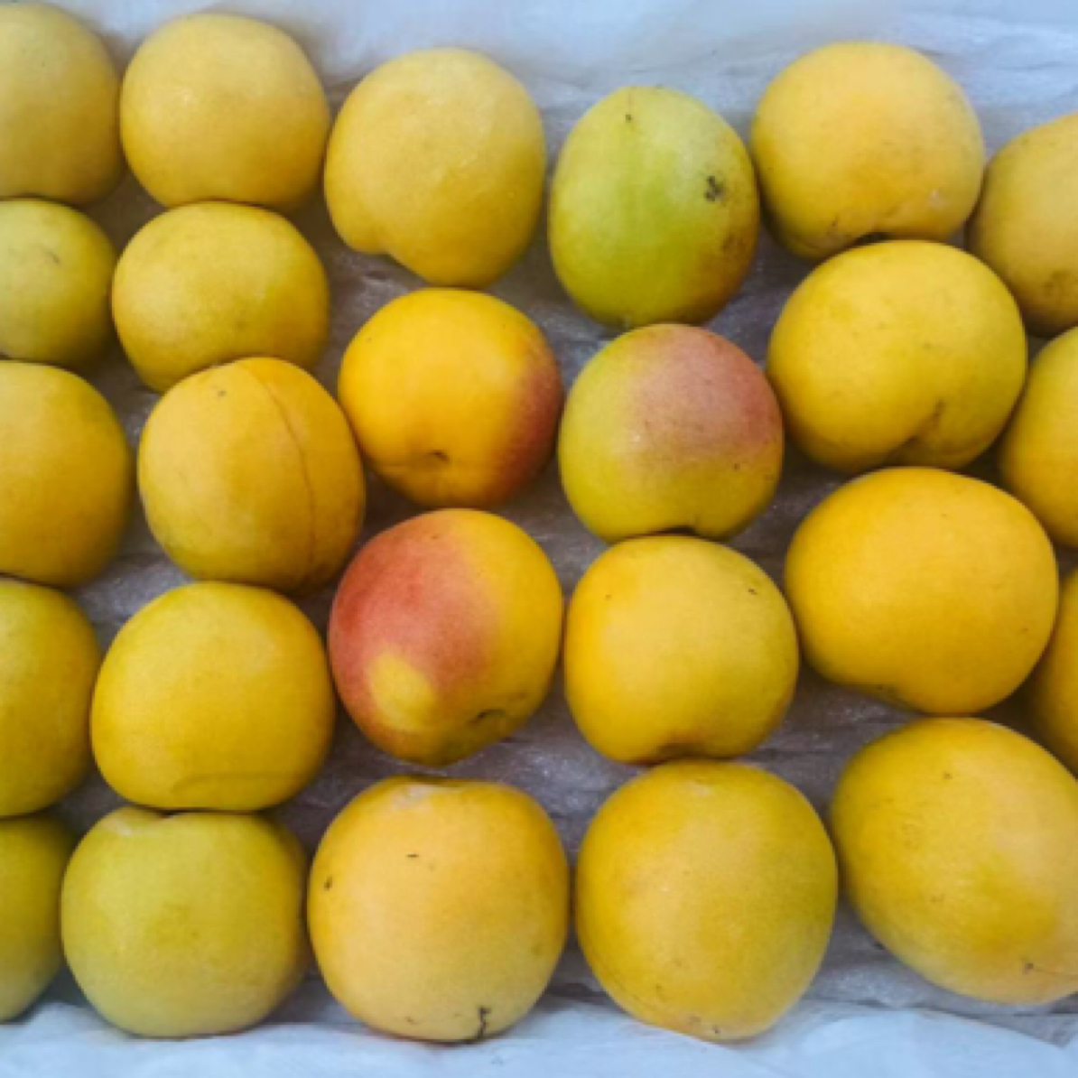 超大新疆吊干杏一箱3斤左右新鲜应季时令多汁果香浓郁甜度高孕妇水果新疆维吾尔自治区