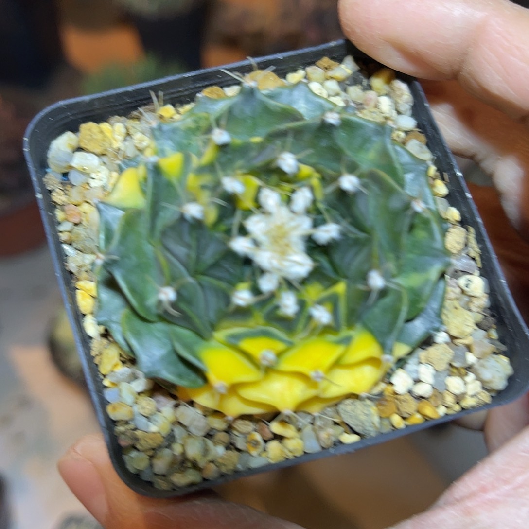 帝冠锦四大名球之一