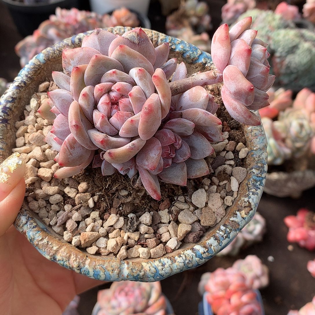 哈哈哈哈哈哈哈石榴籽