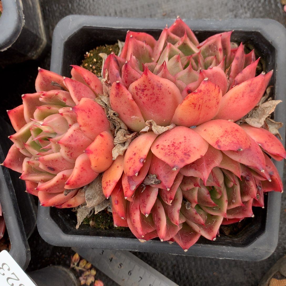 827杂交多肉13厘米