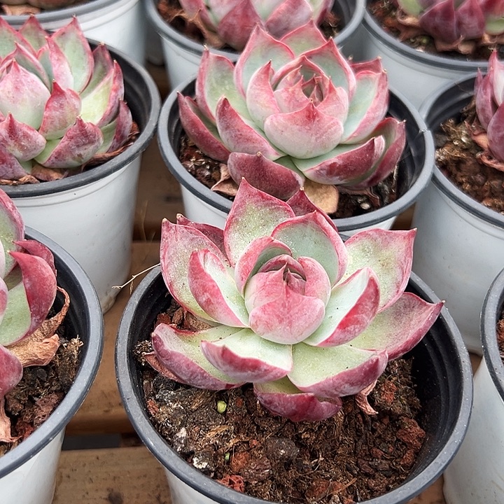 两盆惊鸿（  原价9米）