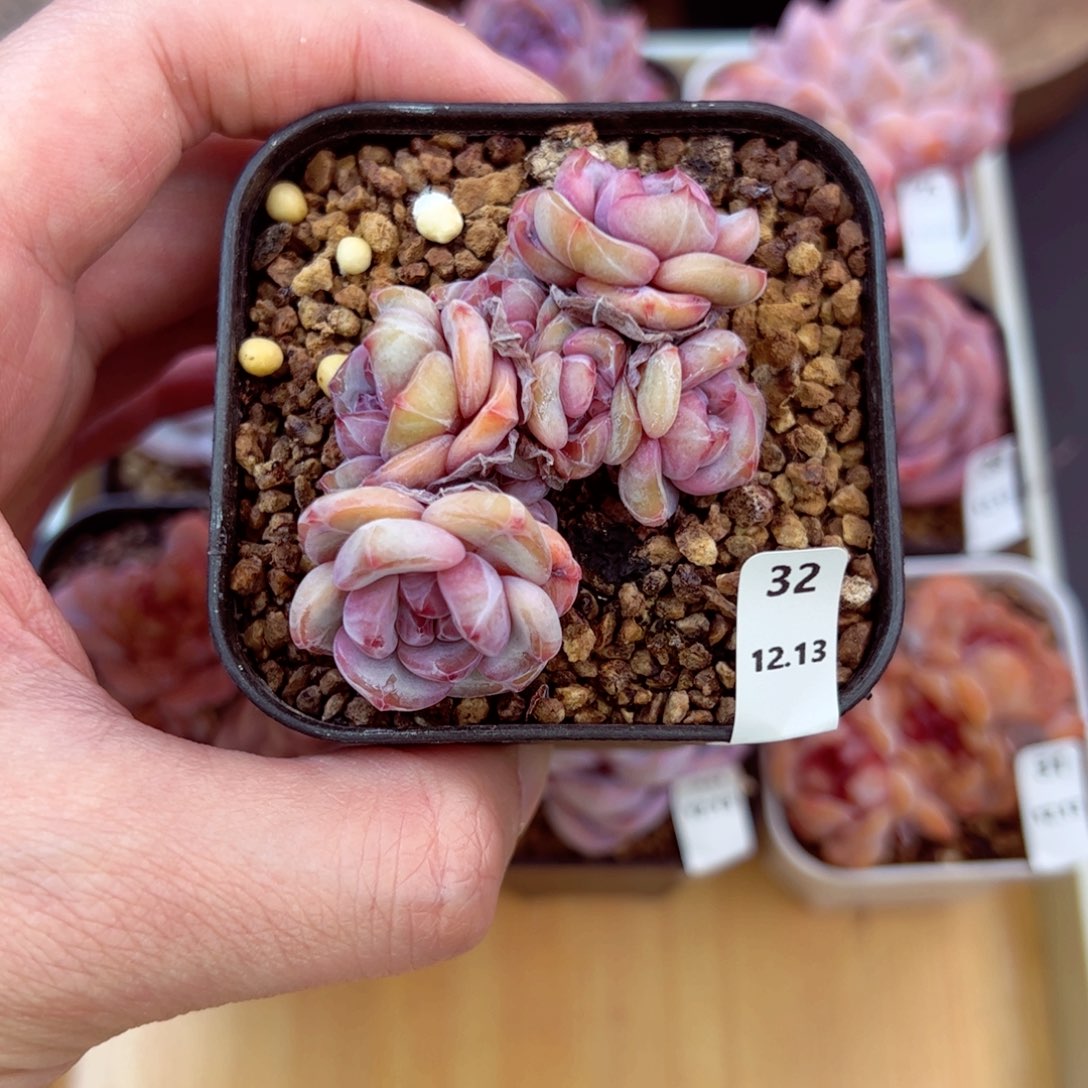 好好看32、哈哈哈哈