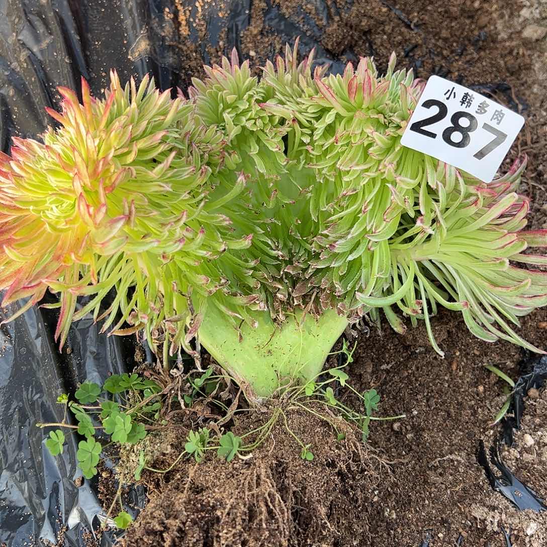 287金丝句缀化法师一颗