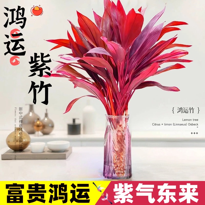 富贵紫竹鸿运当头水培绿植室内盆栽净化空气好养易活