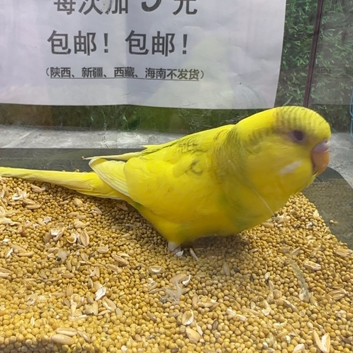 虎皮鹦鹉大头虎皮鹦鹉