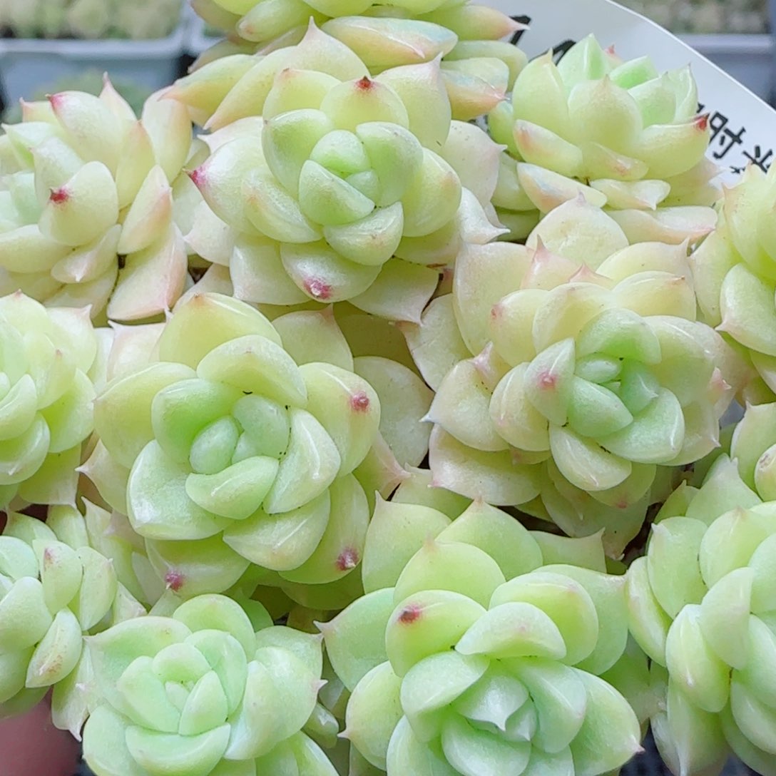 【闪购商品】0417-142包子麦杆
