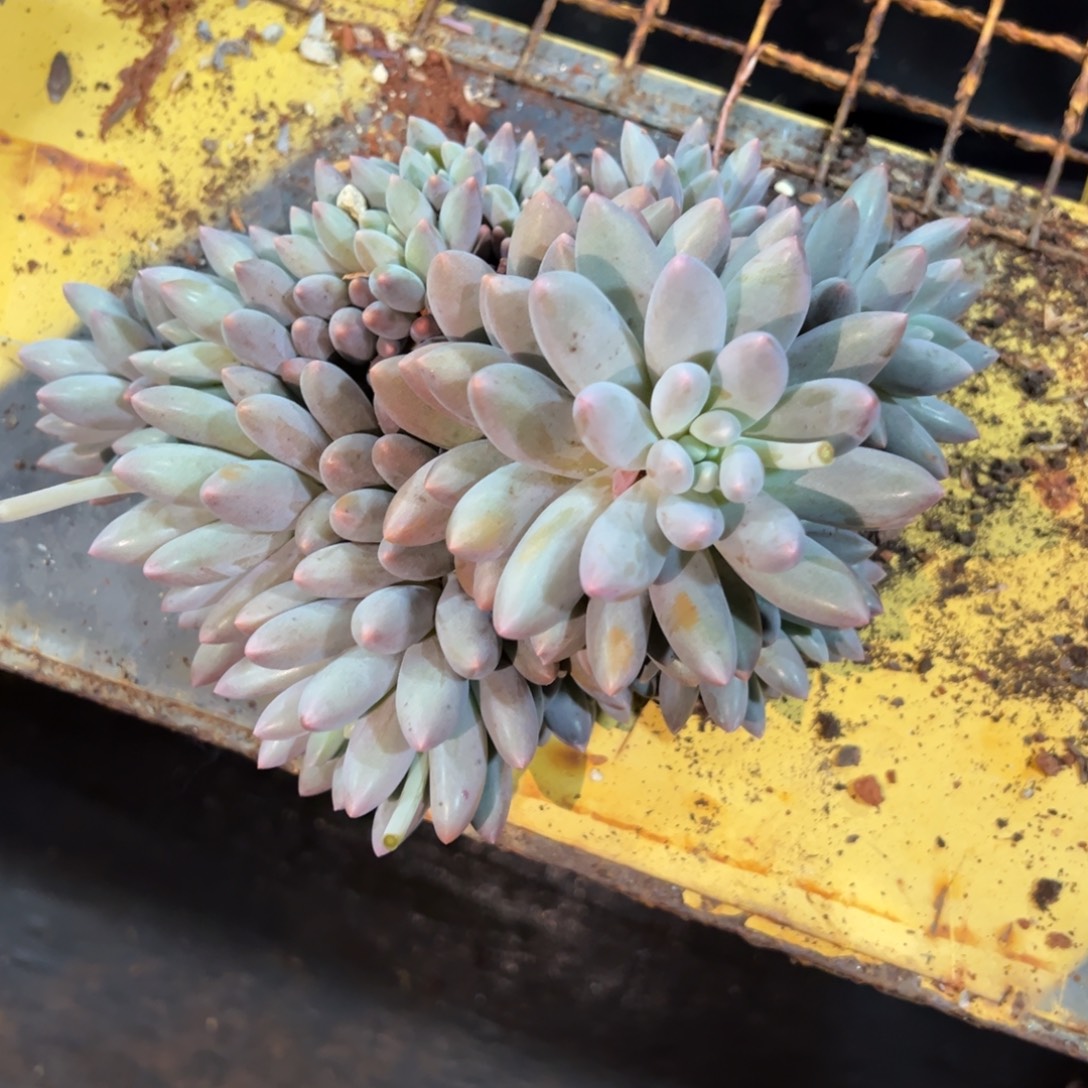 多肉植物白体虞美人