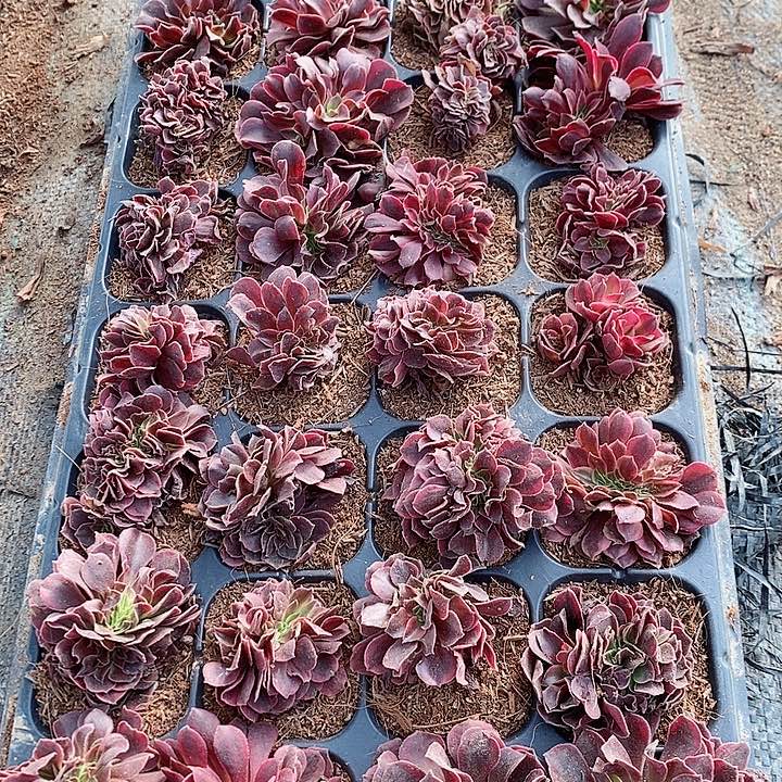 25颗50元钱美女姐姐拍