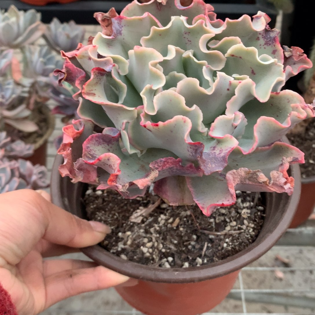 ?****?高沙之翁单头多肉植物