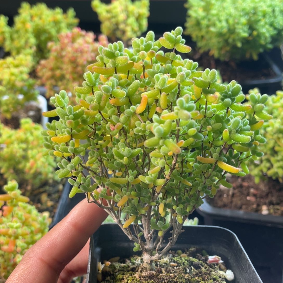 蜜桔。                