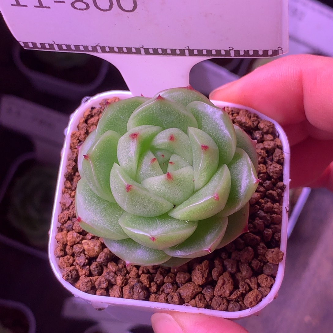 青柠麦秆精品多肉58包邮