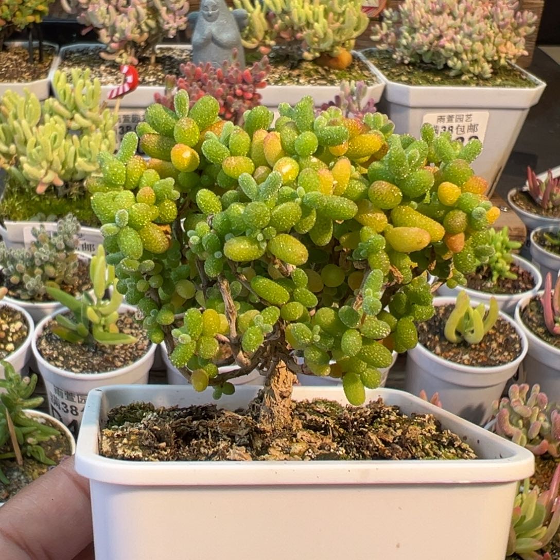 1-721金桔小树七方盆老桩