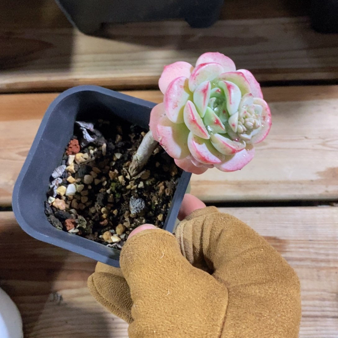 可问主播品种，下滑链接更多品种多肉选择