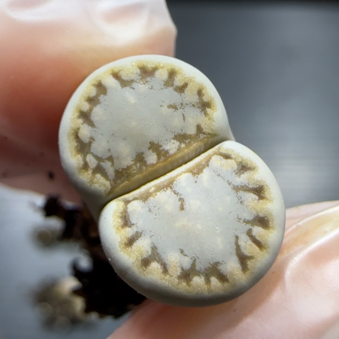 12.19。  糖霜饼干。 5006